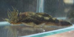 Ancistrus sp. `RIO CHIRGUA` - Click for species page